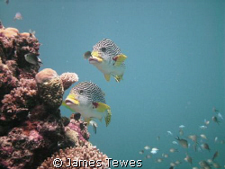 Two Sweetlip hovering off the side of a coral bommie by James Tewes 
